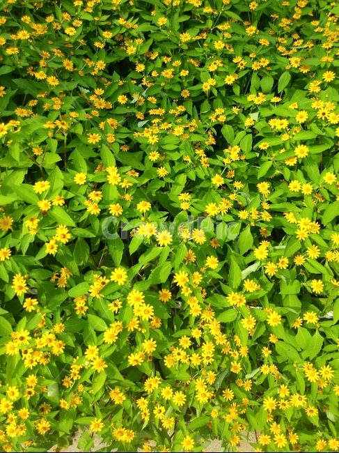식물,plant,꽃,노랑,flower,식물,자연,plants,nature,꽃,flower