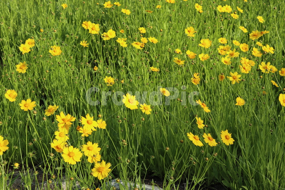 금계국,풍경,노랑,봄,아침,자연,식물,자연,plants,nature,꽃,flower
