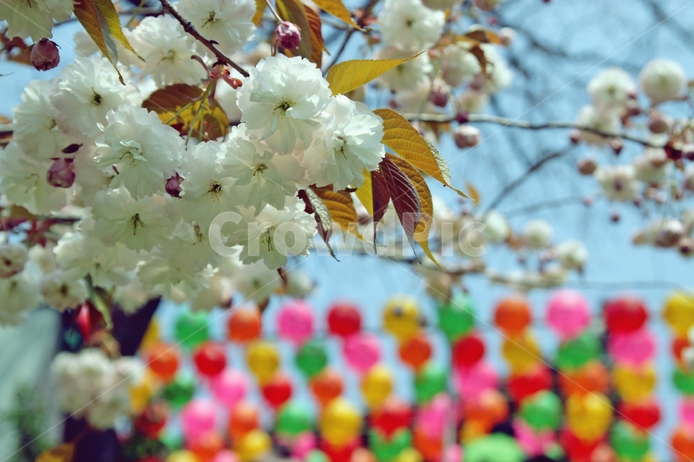 벚꽃,왕벚꽃,개심사,봄꽃,꽃,flower,나무,spring,traditional,절,겹벚꽃,봄,계절,spring,season,한국전통,한국문화,korean traditional,korean culture,식물,자연,plants,nature,꽃,flower,종교,신앙,religion,belief,faith,plant