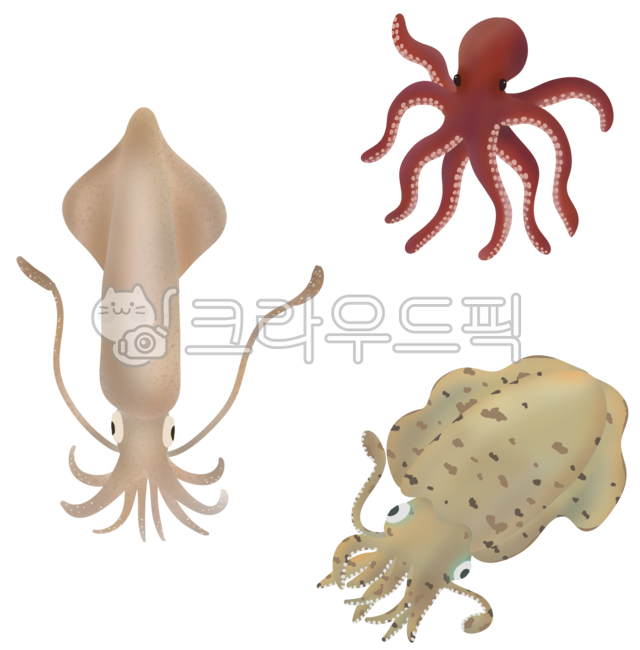 Korean: Korean cuttlefish,cuttlefish illustration,seafood,sea animals,Jeju cuttlefish,Jeju Island cuttlefish,octopus,octopus illustration,octopus drawing,octopus hand drawing,stone octopus,stone octopus illustration,stone octopus drawing,cutt