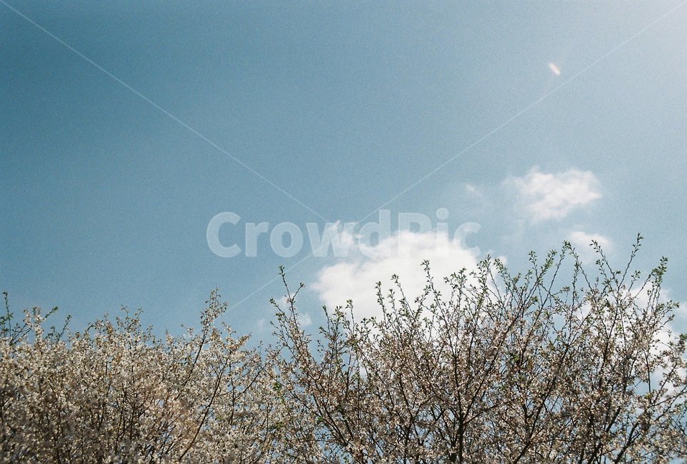 하늘,구름,꽃,나무,봄,tree,sky