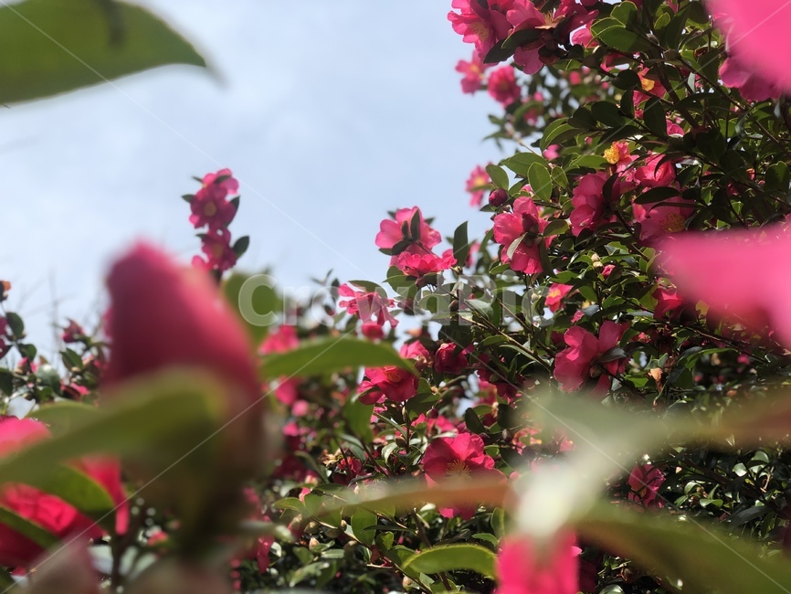 동백꽃,동백,꽃,플라워,flower,camellia,plant,식물,나무,tree,제주도,제주,식물,자연,plants,nature,꽃,flower