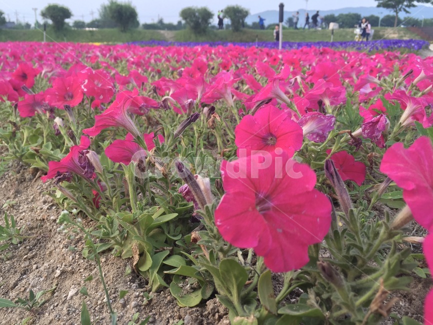 피튜니아,페튜니아,한해살이풀,쌍떡잎식물,통화식물목,6월,petunia,flower