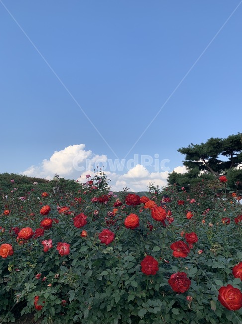 꽃,하늘,풍경,장미,꽃밭,flowers,cloud,plant,식물,blossom,식물,자연,plants,nature,꽃,flower