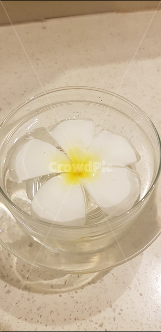 라오스국화,덕참파,꽃,꽃장식,참파꽃