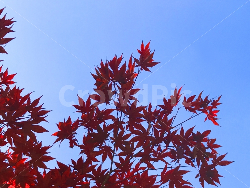 단풍잎,단풍,가을,하늘,풍경,이미지,가을이미지,붉은,빨간,red,fall,tree,sky,nature,계절,맑은,낙엽,가을,계절,fall,autumn,season,식물,자연,plants,nature,leaf,잎,plant,나무