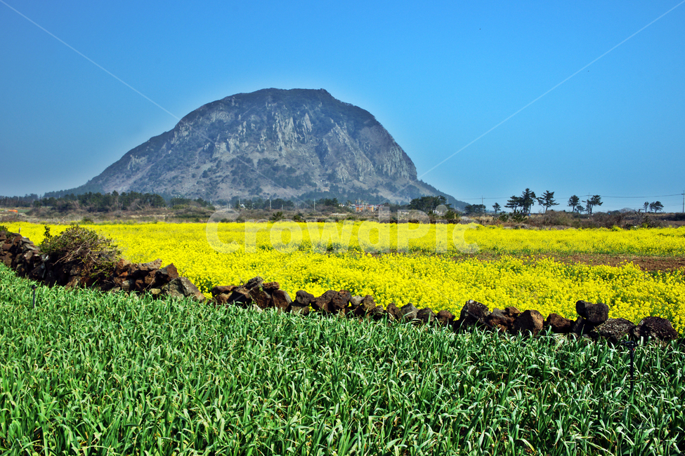 유채꽃,제주,봄,사계리,자연,밭,돌담,봄,계절,spring,season,자연,풍경,nature,landscape,한국자연풍경,한국자연경관,korea nature landscape,제주도,jeju,jeju island,field,들,grassland,목초지,outdoors,옥외,rural,농촌,farm,농장,meadow