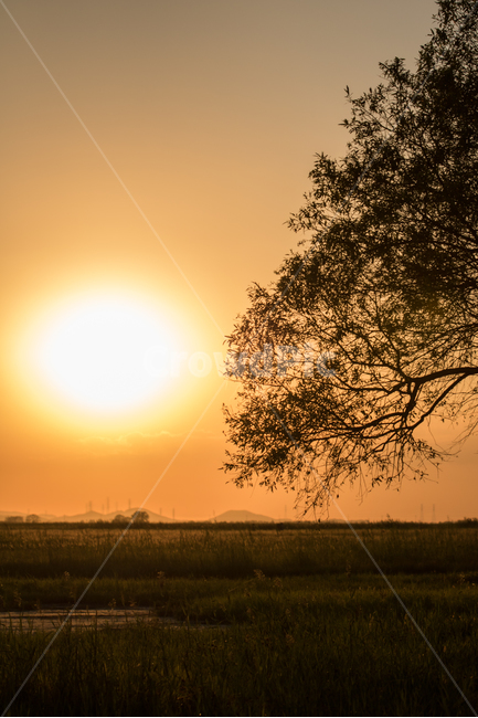 해질녘,노을,실루엣,감성,나무,자연,풍경,nature,landscape,식물,plants,나무,trees,wood,outdoors,옥외,sunlight,햇빛