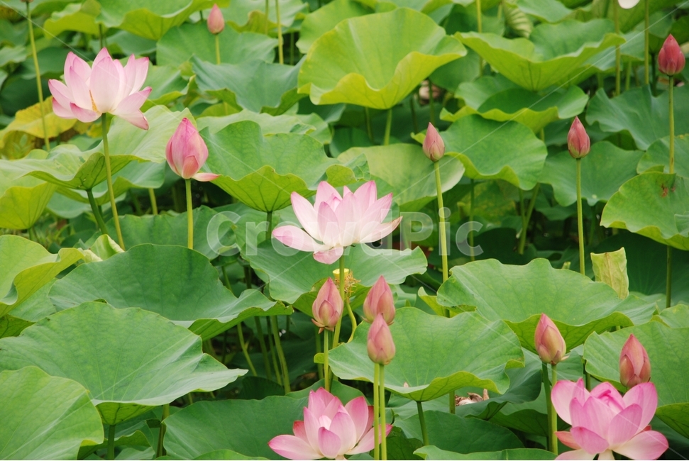 꽃,연꽃,연밭,연잎,분홍꽃,여름,홍련,식물,자연,plants,nature,꽃,flower