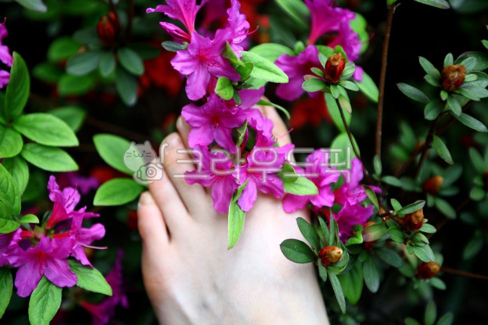 꽃,자주색,발,여자,맨발,자연,환경,숲,공원,야외,마젠타,봄,계절,여름,꽃잎,finger,flower