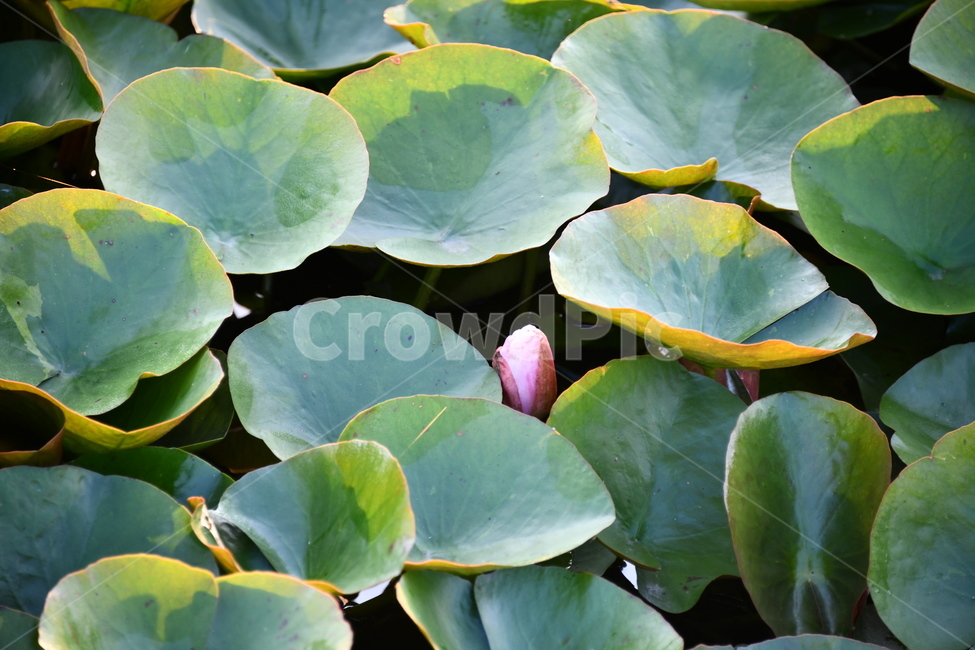 꽃,접사,연꽃밭,식물,plants,nature,flower,분홍색,핑크색,아웃포커스,연꽃