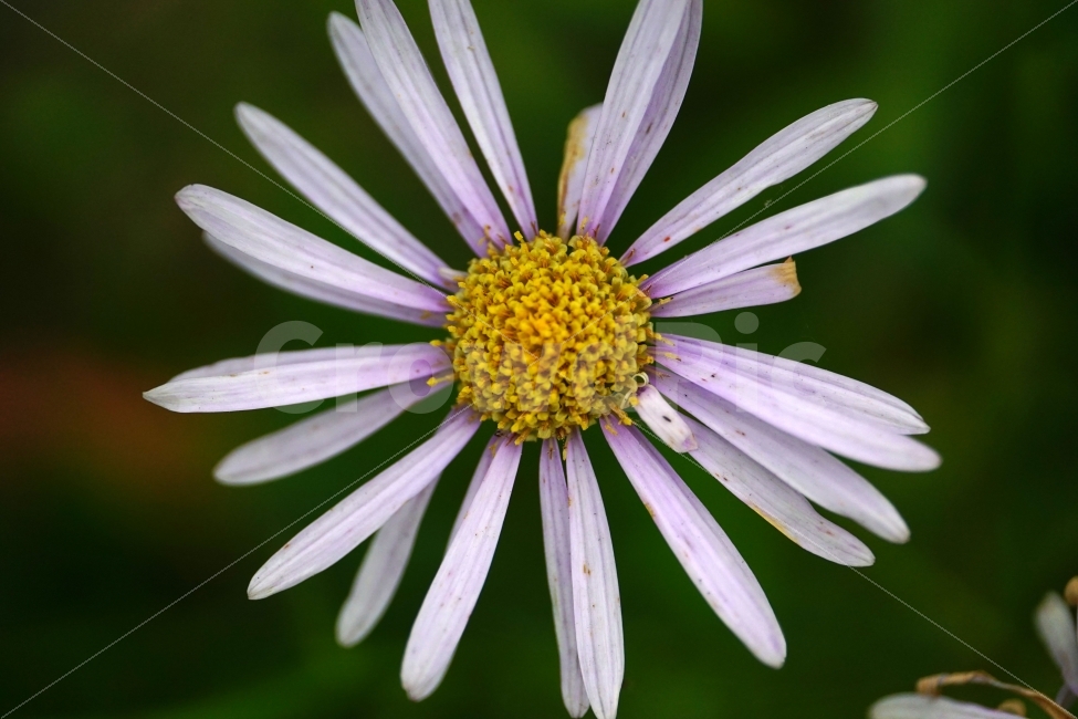 쑥부쟁이,꽃,식물,자연,플라워,flower,nature,7월,여름,summer,계절,season,꽃사진,접사,macro,풍경,landscape,식물,자연,plants,nature,꽃,flower