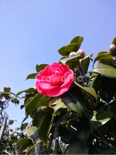 동백,동백꽃,camellia,붉은동백,애기동백,꽃,flower,plant,식물,빨간꽃,blossom