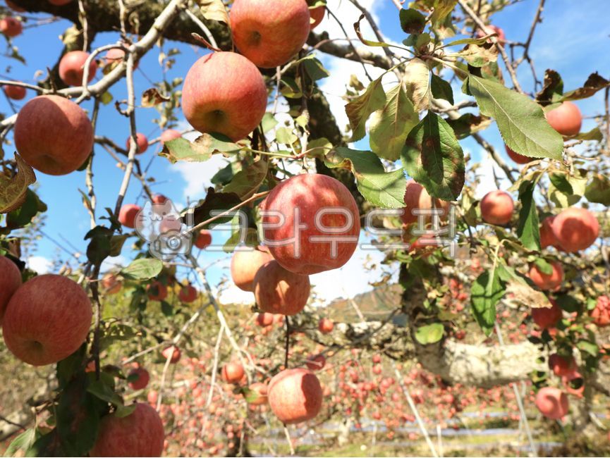 sky,mungyeong apple,appletree,fruit,tree,mungyeong,food,apple,orchard,fruit tree,plant,apple tree