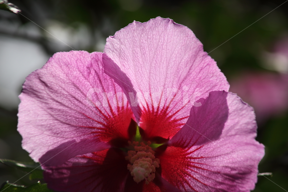 꽃,무궁화,식물,roseofsharon,목근화