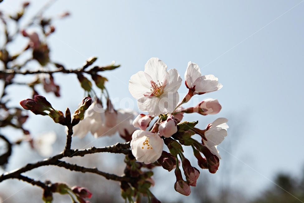 벗꽃,벗나무,꽃,벗꽃잎,꽃잎,봄꽃,봄,식물,자연,공원,식물,자연,plants,nature,꽃,flower