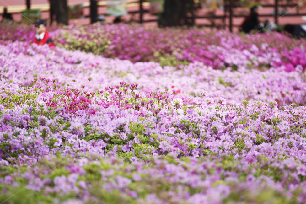 공원,철죽,spring,flower,봄꽃,축제,화려한,아름다운,분홍,우아한,garden,꽃축제,식물,계절,예쁜,꽃,정원,화단