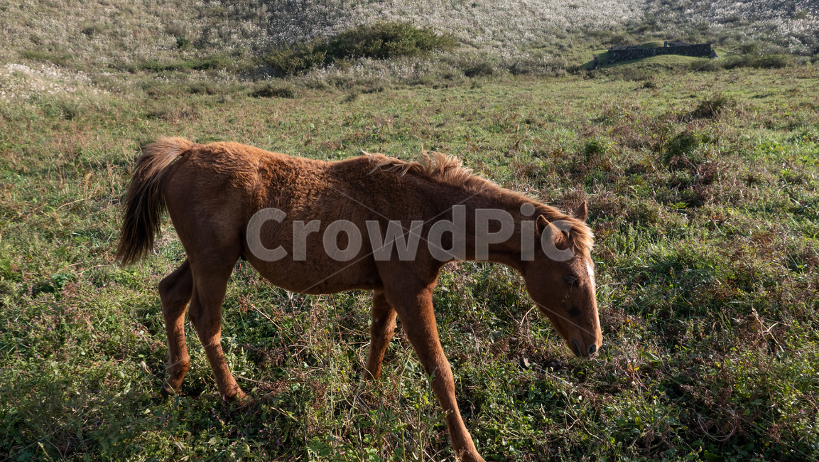 용눈이,용눈이오름,오름,orum,jeju,제주,제주도,제주오름,가을제주,가을,풍경,landscape,horse,말,animal,동물,mammal,망아지,포유류,foal,낳다,동물,animal,포유류,mammal,목축업,목장,livestock farming,ranching,pasture