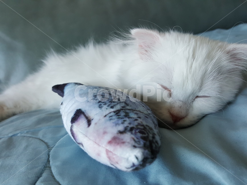 고양이,새끼고양이,낮잠,잠자는고양이,꿈,휴식,졸음,힐링,수면,고등어,귀여운,하얀고양이,냥이,반려동물,애완동물,pet,kitten,고양이새끼,포유류,animal,동물,cat
