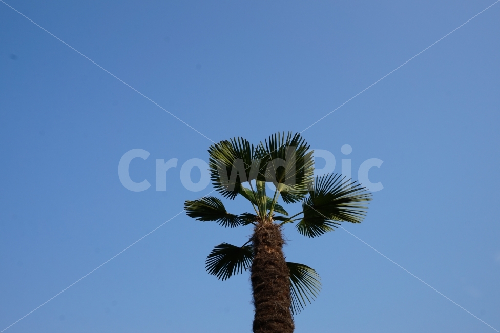 나무,야자수,하늘,풍경,여름,summer,palmtree,palm,tree,sky,식물,자연,plants,nature