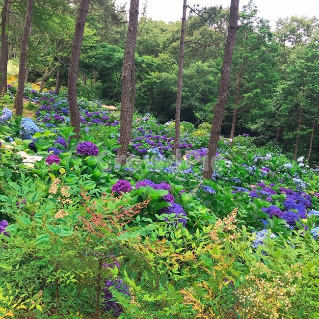 수국,풍경,나무,자연,꽃