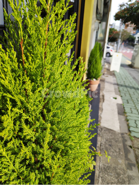 식물,녹색,자연,plant,green,nature,path,통로,tree,나무,식물,자연,plants,nature