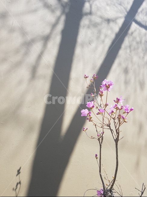 꽃,그림자,봄,진달래꽃,길,식물,자연,plants,nature,꽃,flower