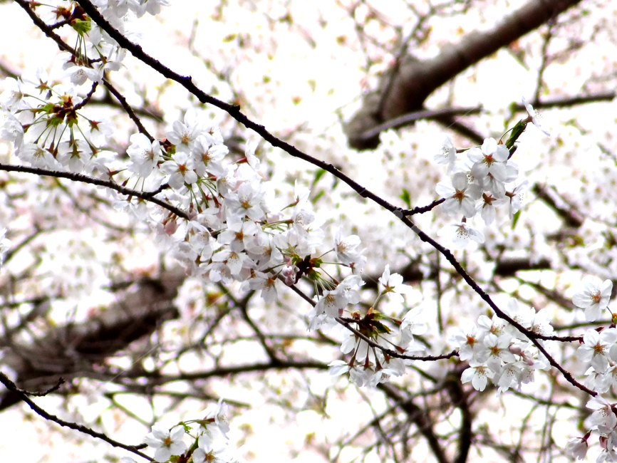 흰색,백색,벚꽃,꽃,봄,식물,근접촬영,botany,flower,spring,cherry,blossom,나무,tree,벚나무,봄,계절,spring,season,식물,자연,plants,nature,꽃,flower,plant