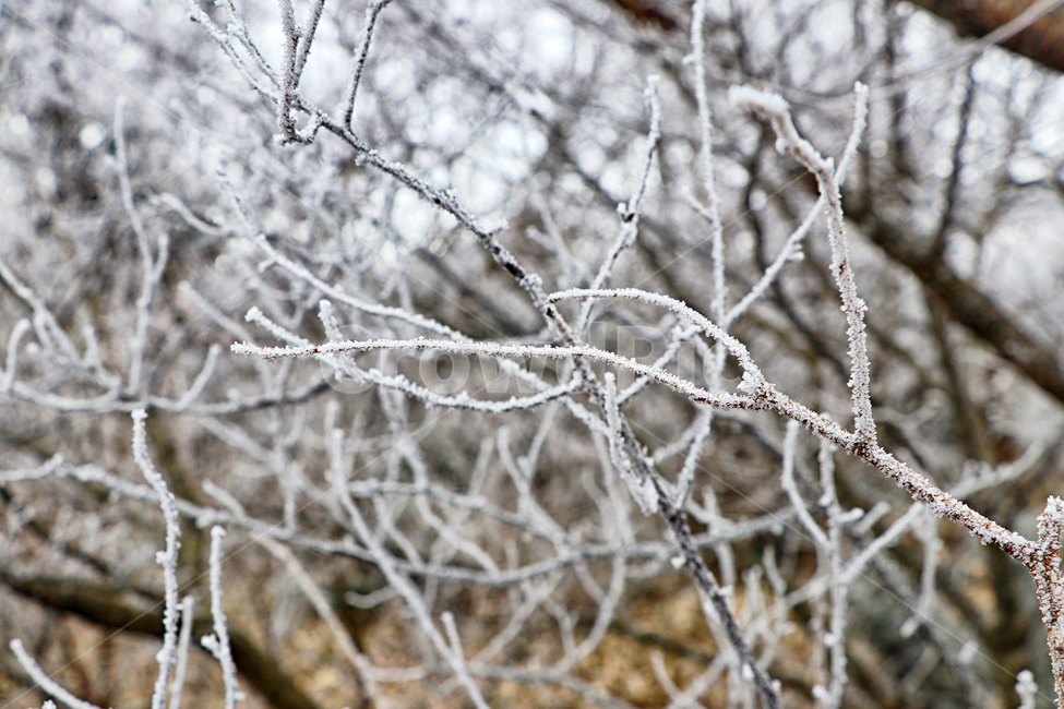 한라산,1100고지,눈꽃,설경,눈,snow,자연,옥외,outdoors,nature