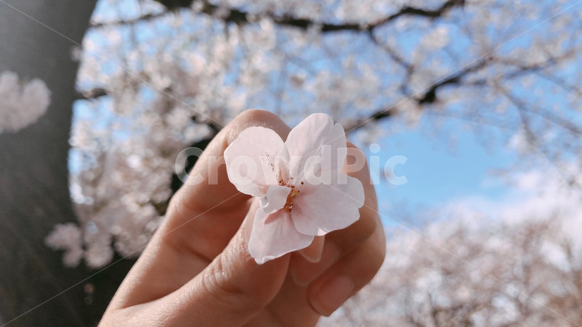 벚꽃,봄,일본,나무,사쿠라,축제,벚꽃축제,사쿠라축제,벚꽃길