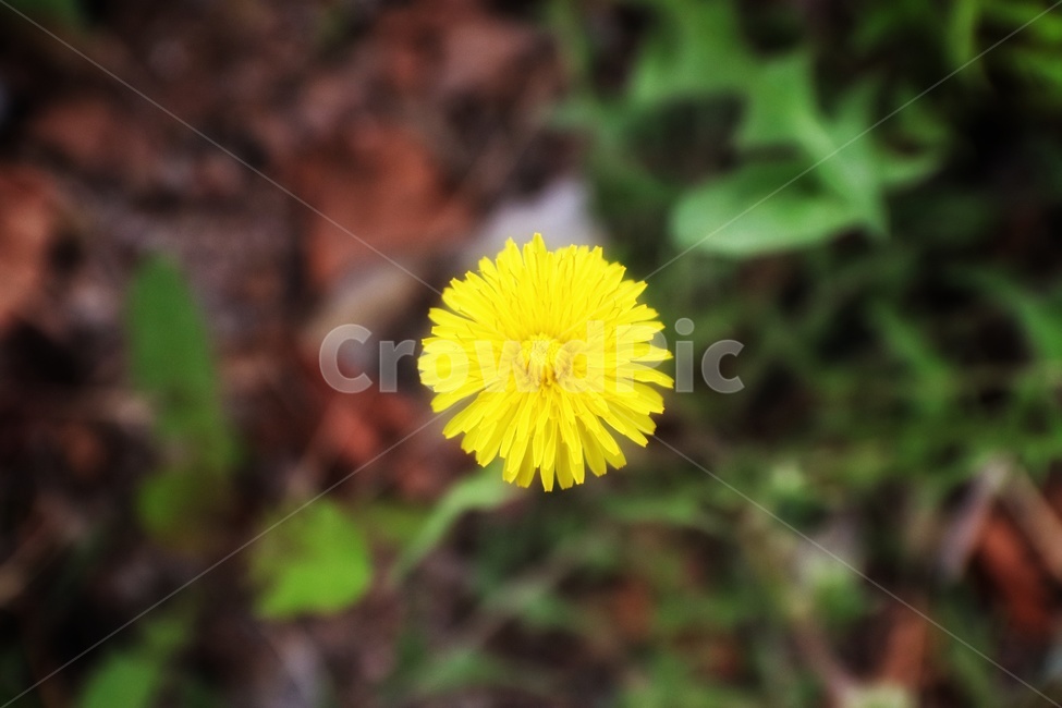 꽃,flower,민들레,노란꽃,들꽃