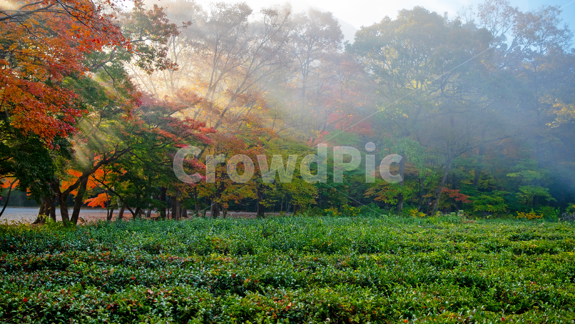 가을,빛내림,차밭,아침,가을아침,가을,계절,fall,autumn,season,자연,풍경,nature,landscape,outdoors,옥외,field,들