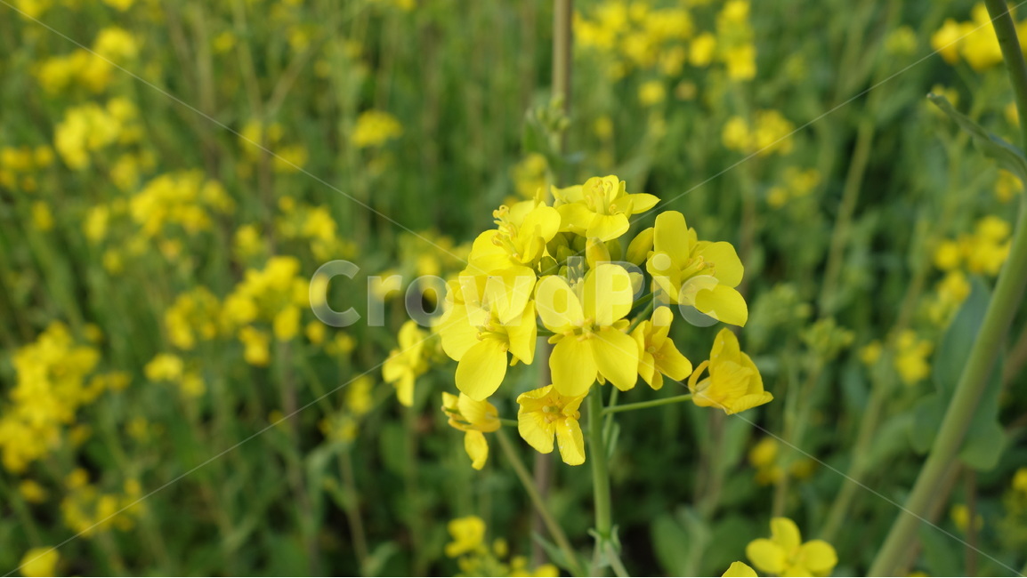 꽃,유채,자연,풍경,식물,봄,계절,spring,season,식물,자연,plants,nature,꽃,flower