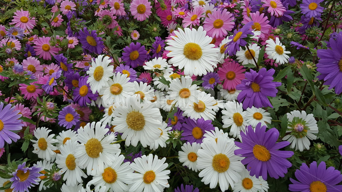 가을,꽃,국화,꽃축제,들국화,식물,자연,plants,nature,꽃,flower