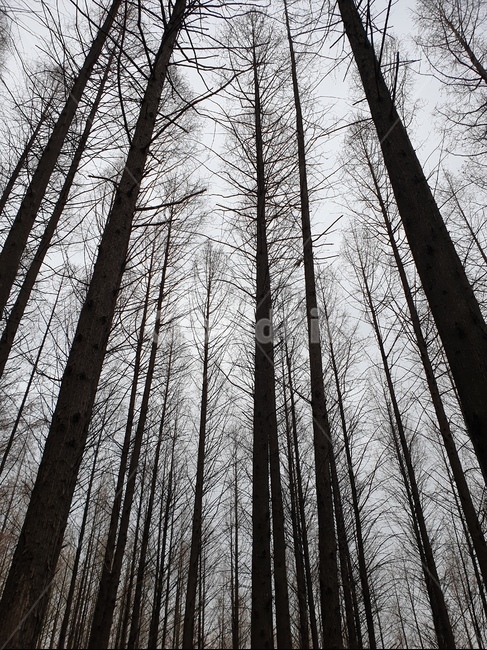 자연,나무,계절,쌀쌀함,초겨울,트리,tree,나무들,숲,산책로,산,나무,trees,wood