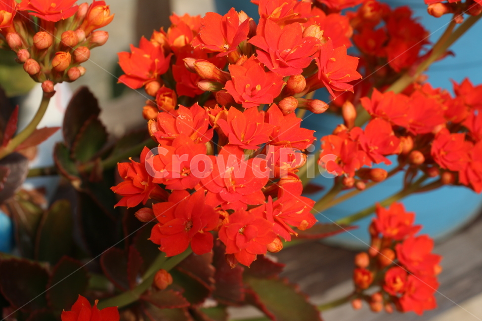 꽃,flower,plant,식물,blossom,빨간꽃,red