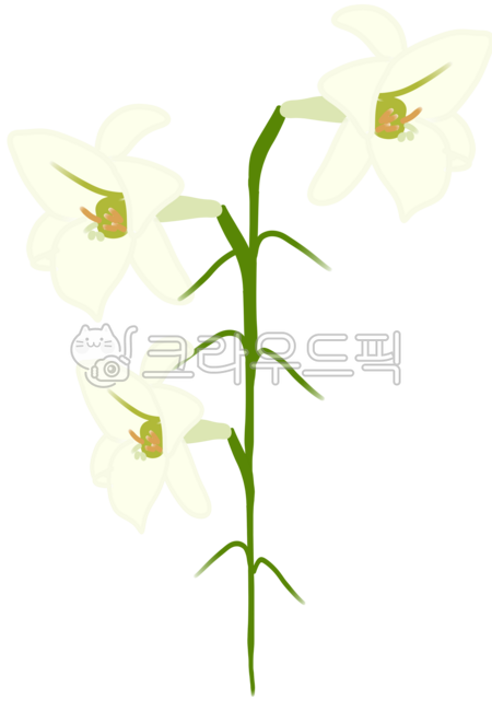 백합,백합꽃,흰꽃,하얀꽃,예쁜꽃,여름꽃,백합꽃그림
