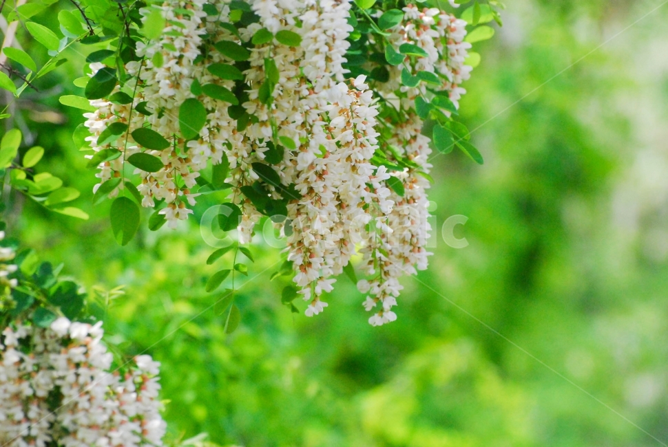 아카시아,꿀,나무,흰꽃,먹는꽃,향기,야산,벌,식용,감성,배경용,plants,tree,무성한,봄,식물,자연,plants,nature,꽃,flower