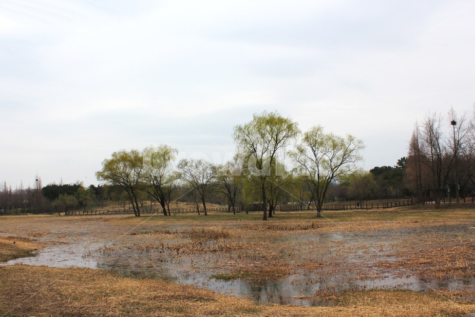 outdoors,nature,자연,습지,늪,나무,웅장함,풍경