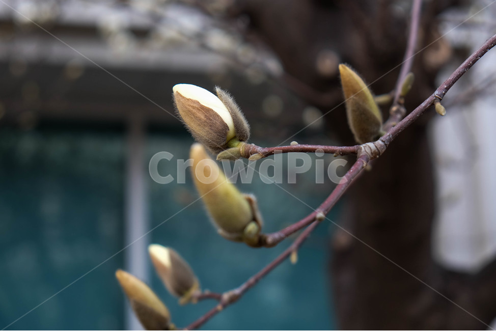 목련,꽃봉우리,봉우리,봄,spring,새싹,식물,개화,bloom,flower,plant,꽃