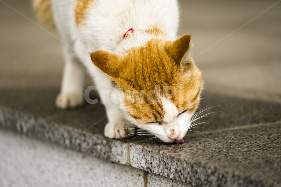 고양이,반려동물,귀여운,괭이얼룩,독특한,클로즈업,동물,animal,포유류,mammal,고양이,cat,kitten,kitty