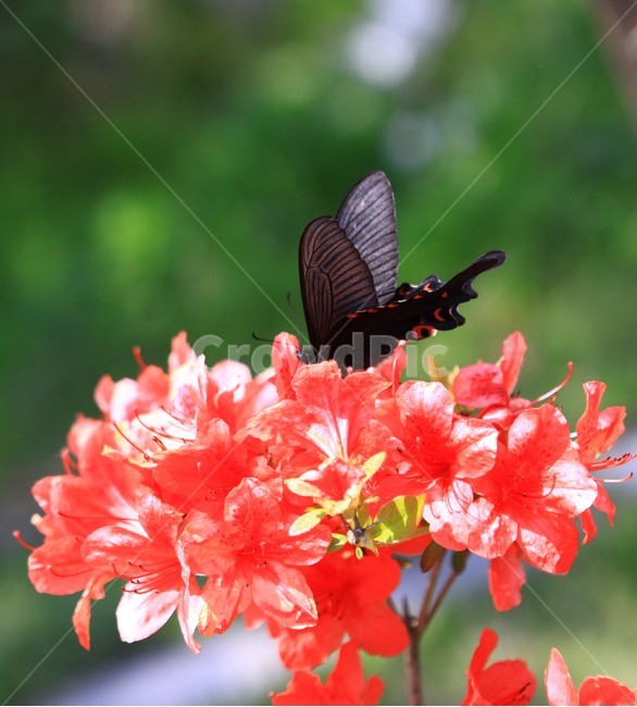 꽃,봄,나비,호랑나비,자연,flower,식물,식물,자연,plants,nature,꽃,flower,곤충,벌레,insect,bug