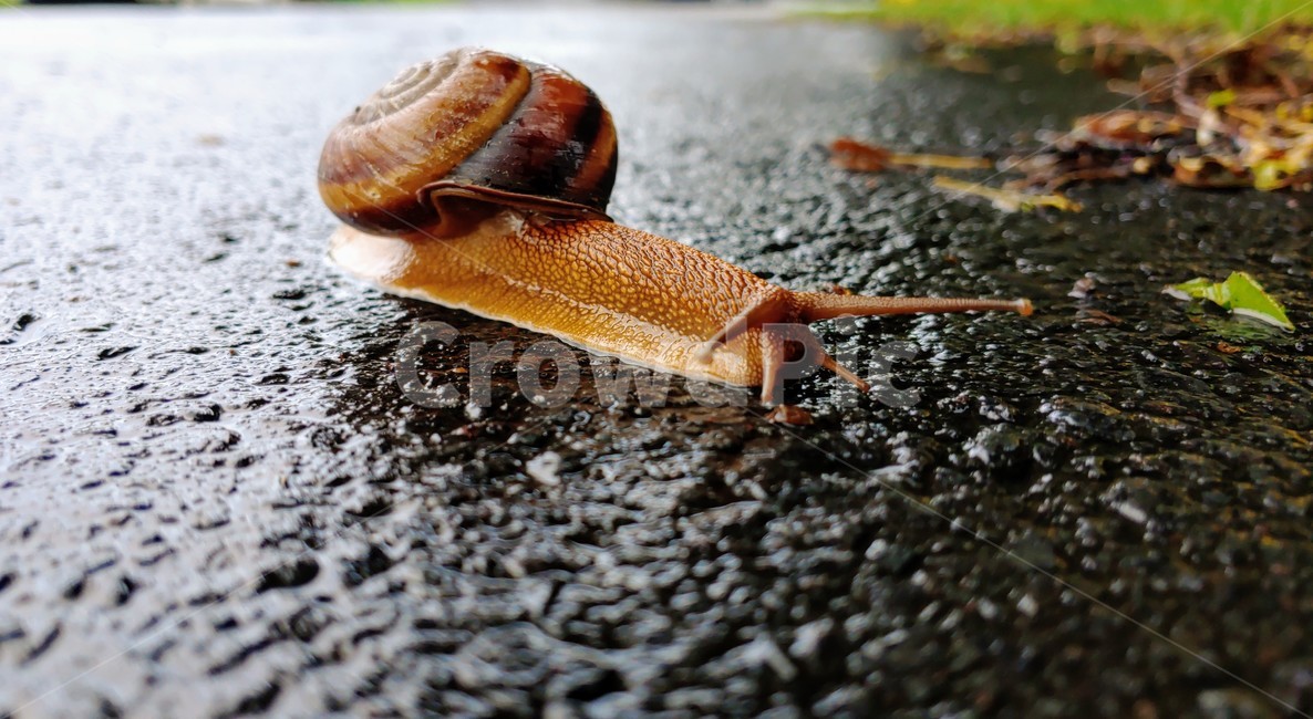 달팽이,snails,greatsnail,연체동물,escargot,caracol,salyangoz,schnecke,자웅동체,동물,animal