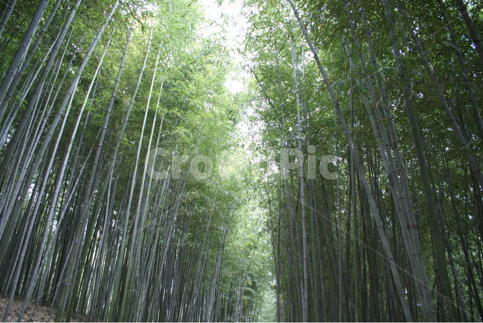 담양,대나무,숲,힐링,여름,자연,풍경,nature,landscape,plant,식물