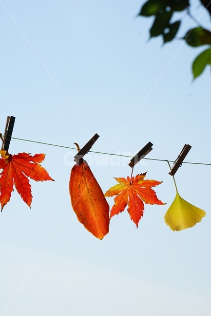 단풍잎가을,단풍,이미지,순수,감성,가을,계절,fall,autumn,season,leaf,잎,plant,식물,tree,나무,maple