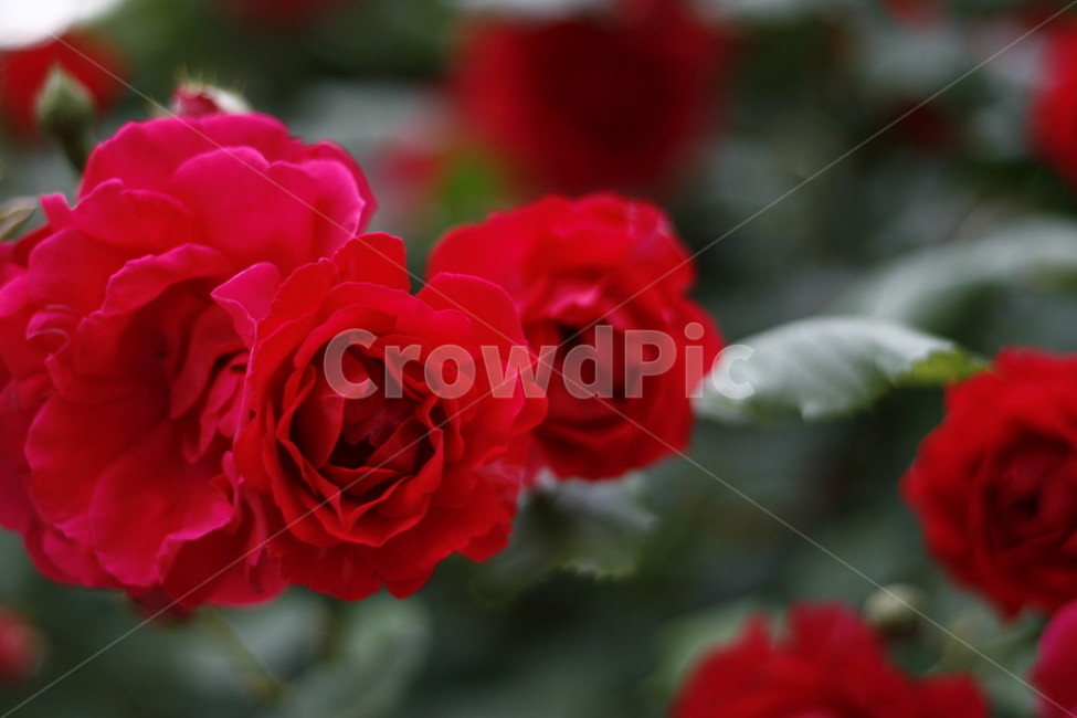 blossom,plant,식물,flower,꽃,rose,장미,식물,자연,plants,nature,꽃,flower