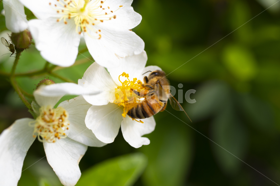 꽃,봄,벌,bee,접사,flower,spring,macro,봄,계절,spring,season,식물,자연,plants,nature,꽃,flower,동물,animal,곤충,벌레,insect,bug,honey bee,꿀벌,invertebrate,무척추 동물,plant