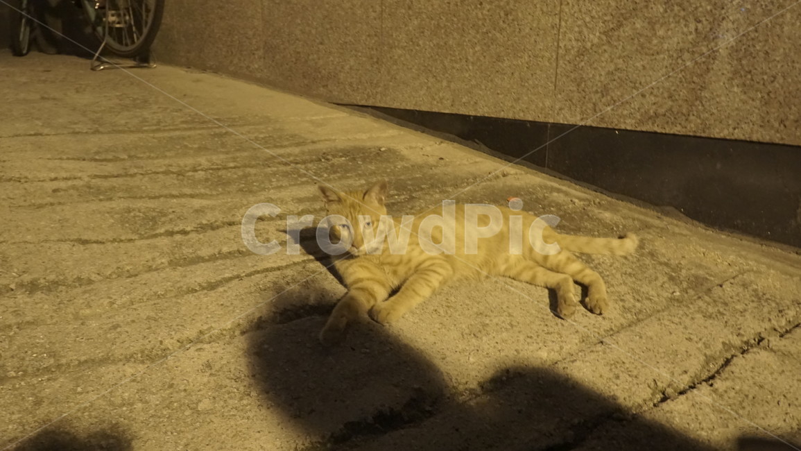 길냥이,치즈냥이,갈색냥이,고양이,길고양이