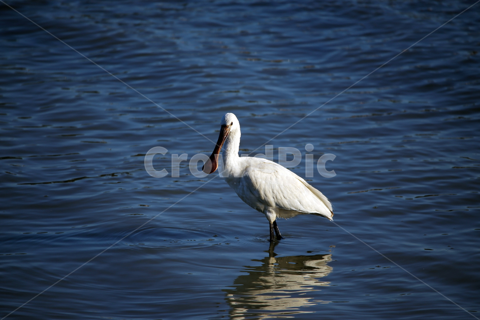 animal,waterfowl,저어새,멸종위기종야생생물1급,천연기념물제2051호,blackfacedspoonbill,동물,animal,조류,새,birds