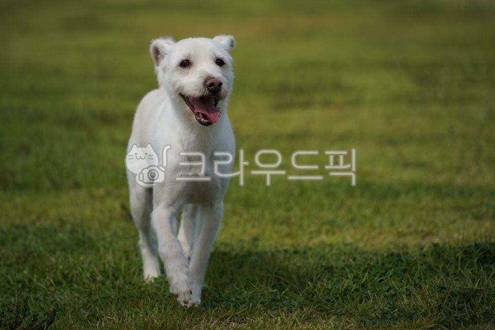 개,강아지,흰개,흰강아지,얼굴,코,눈,혀,잡종,시고르자브종,공원,풀,잔디